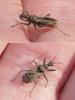 Coranus sp.